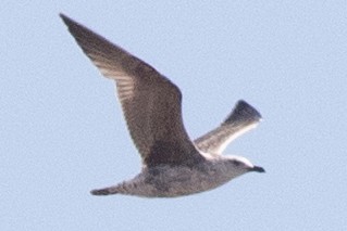 Lesser Black-backed Gull - David Brown
