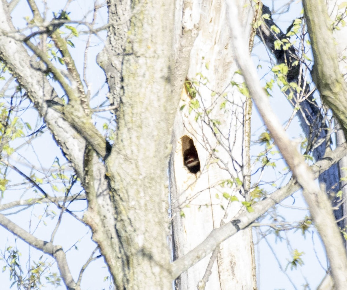 Pileated Woodpecker - ML618686961