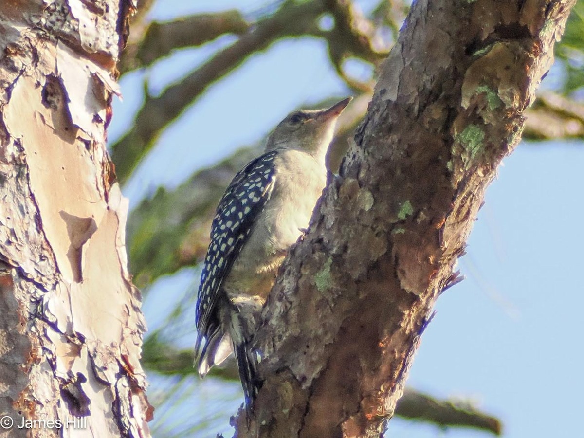Red-bellied Woodpecker - ML618686969