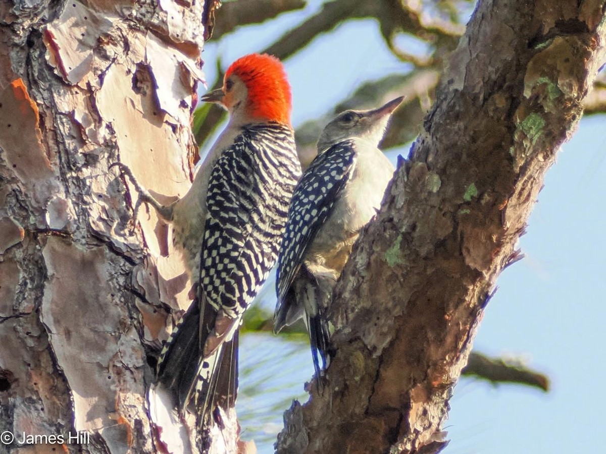 Red-bellied Woodpecker - ML618686970