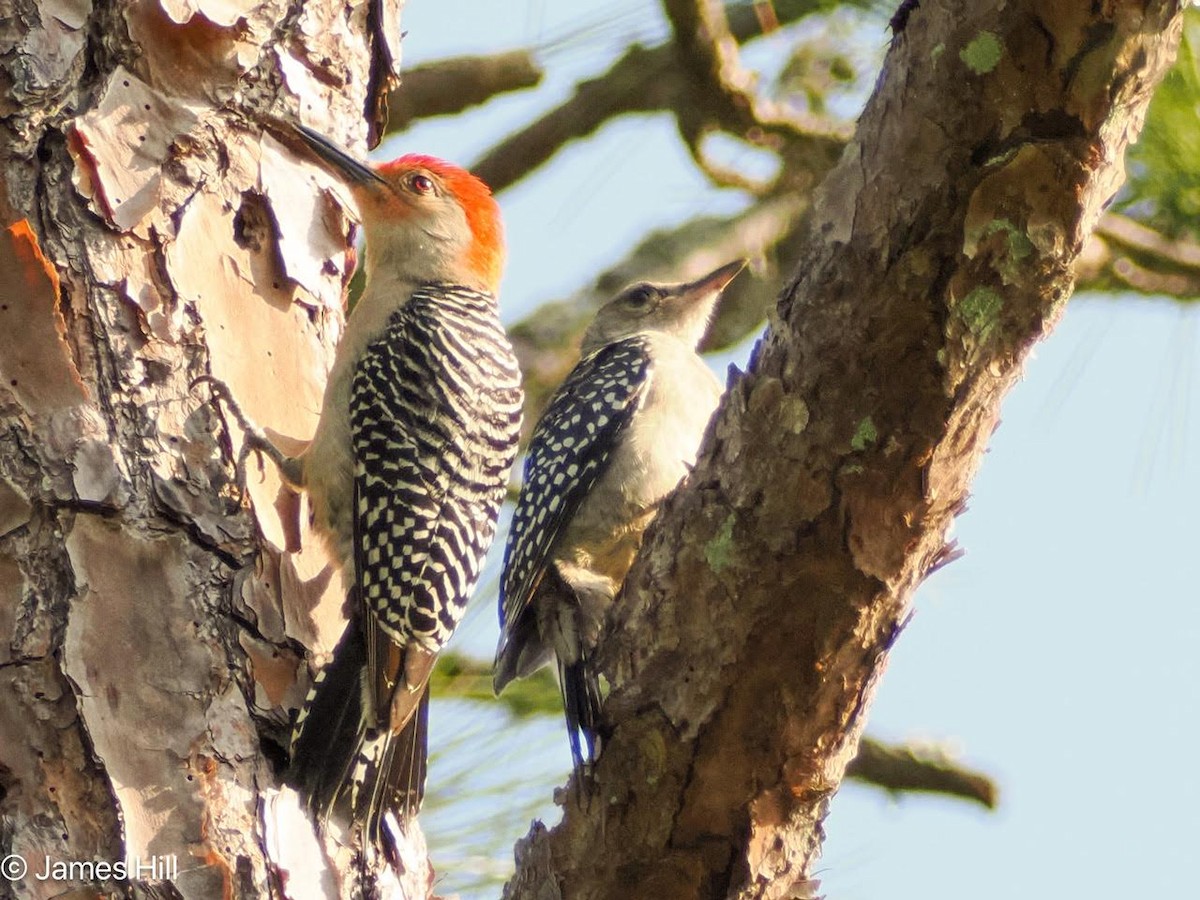 Red-bellied Woodpecker - ML618686971