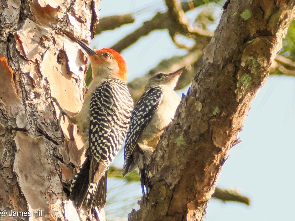Red-bellied Woodpecker - ML618686972
