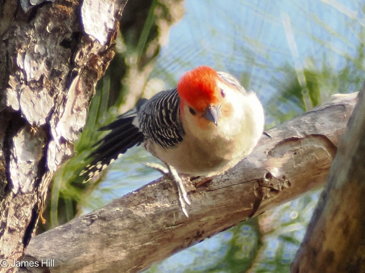 Red-bellied Woodpecker - ML618686973