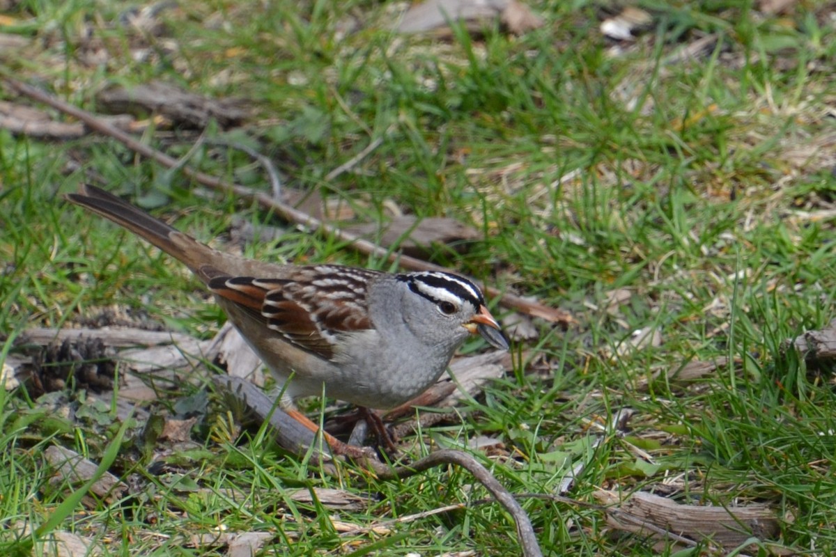 White-crowned Sparrow - ML618686978