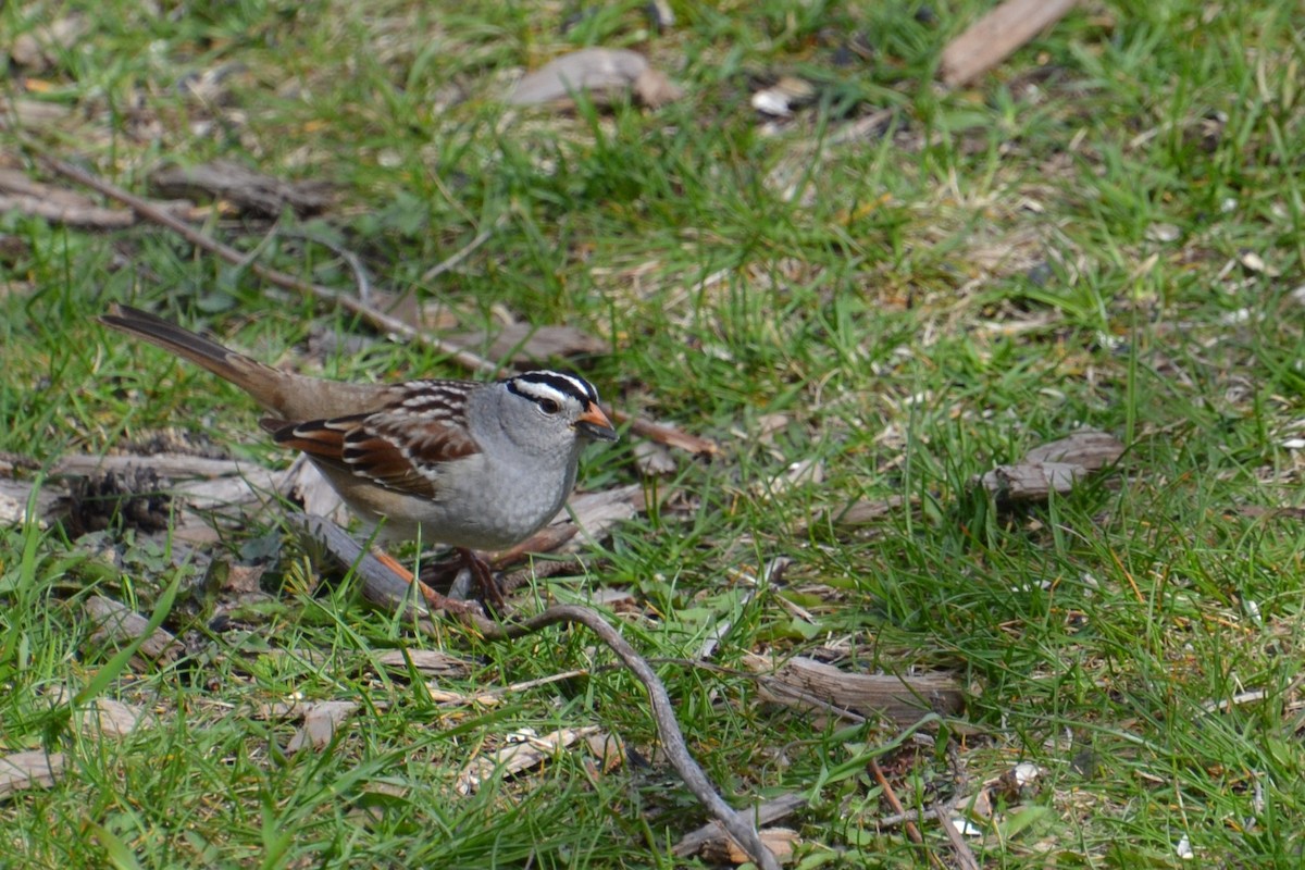 White-crowned Sparrow - ML618686979