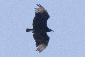 Black Vulture - ML618686992