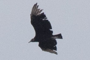Black Vulture - ML618687024