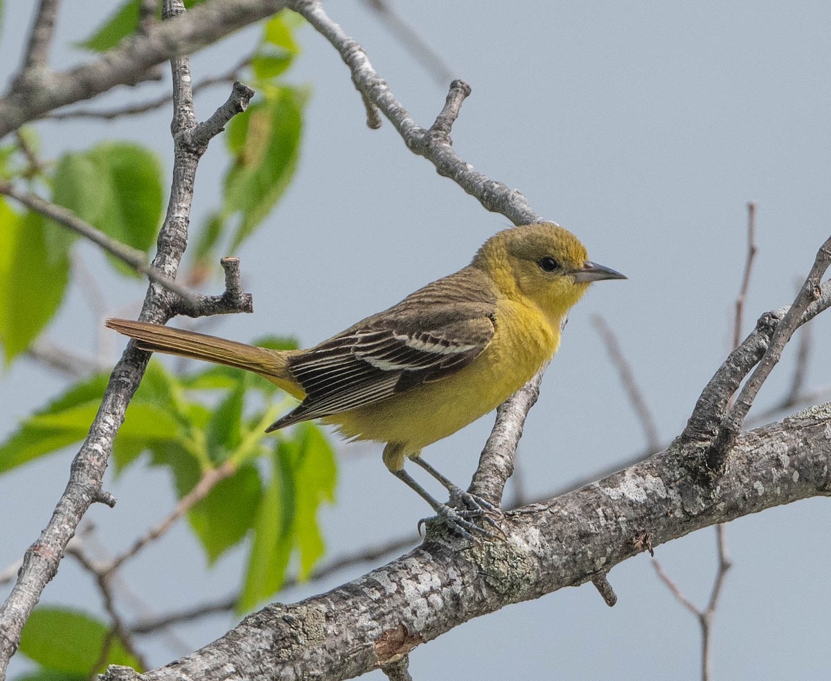 Orchard Oriole (Orchard) - ML618687063
