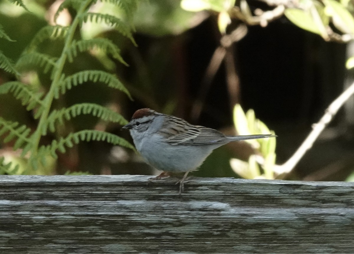 Chipping Sparrow - ML618687091