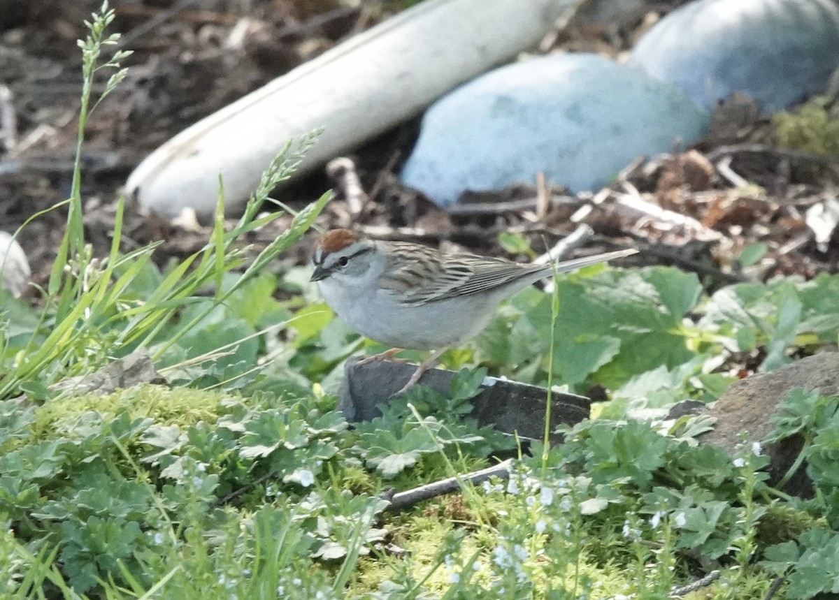 Chipping Sparrow - ML618687092