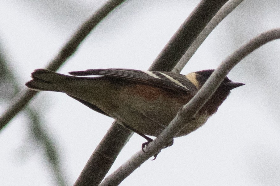Bay-breasted Warbler - ML618687095