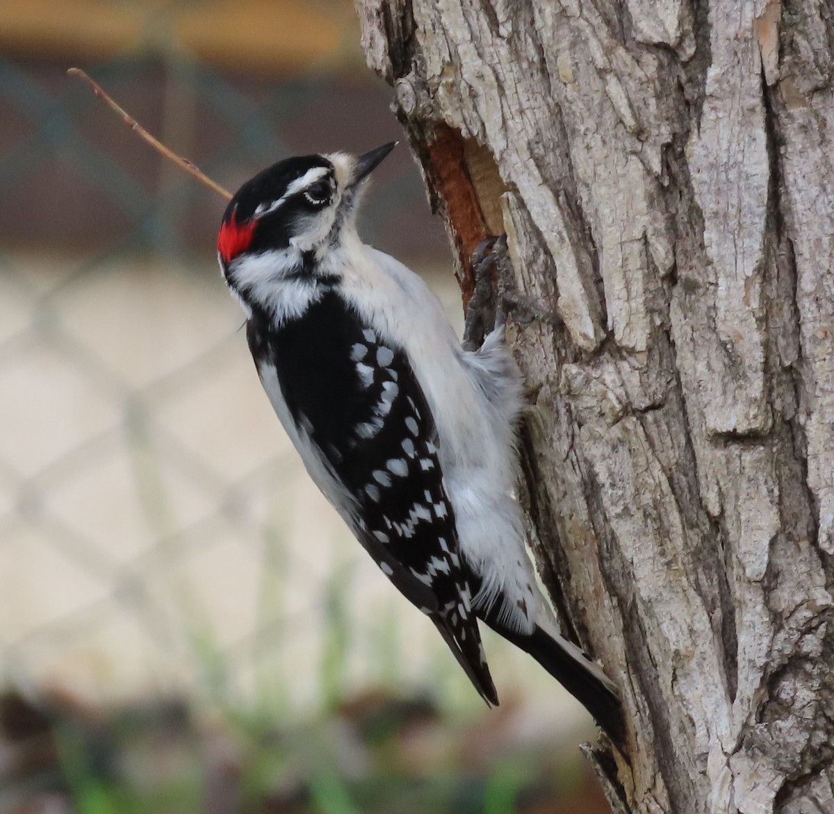 Downy Woodpecker - ML618687101