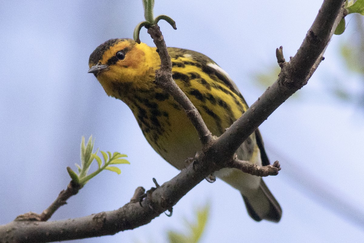 Cape May Warbler - ML618687103