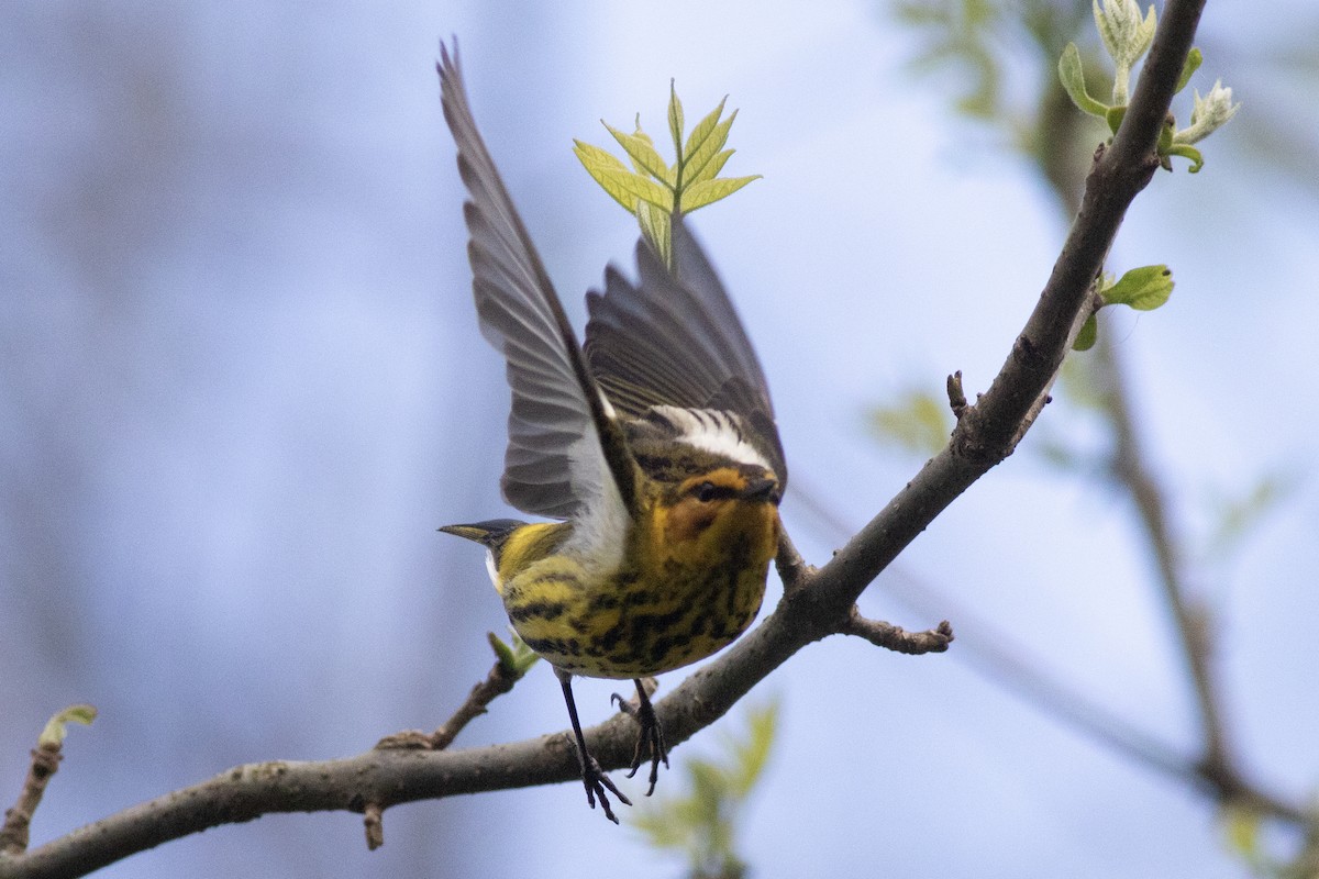 Cape May Warbler - ML618687104