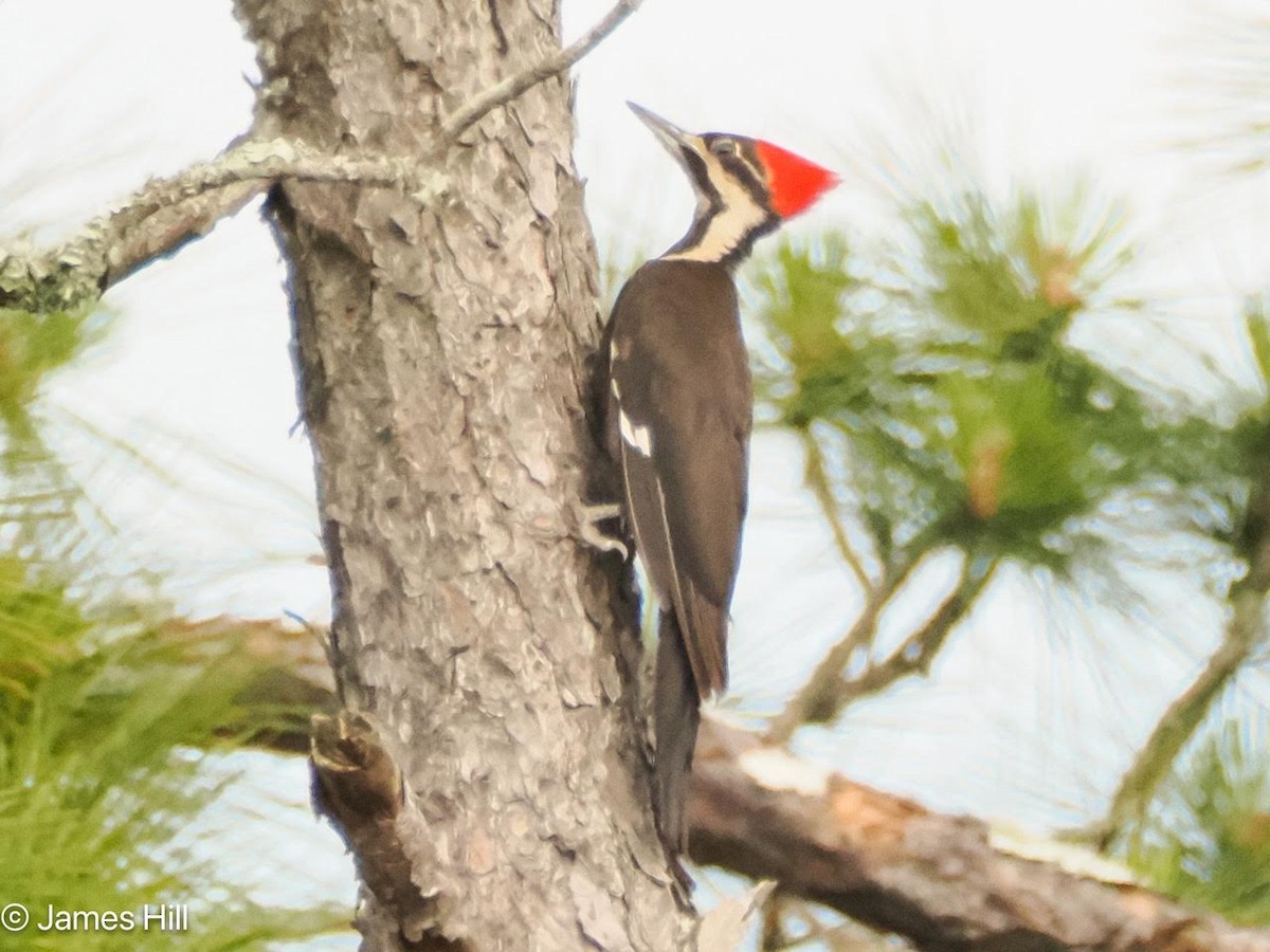 Pileated Woodpecker - ML618687132