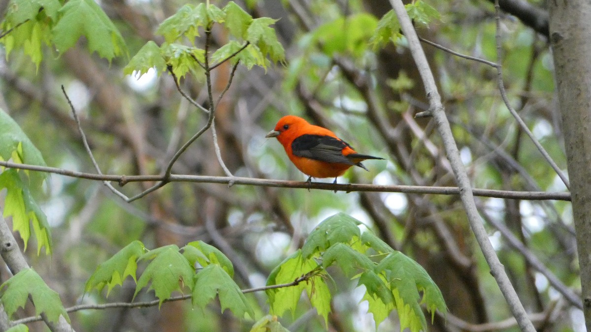 Scarlet Tanager - ML618687136
