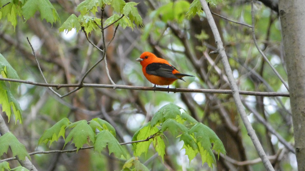 Scarlet Tanager - ML618687140