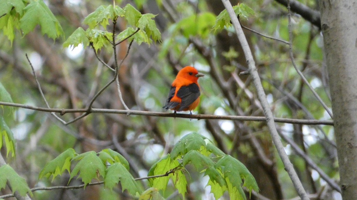 Scarlet Tanager - ML618687141