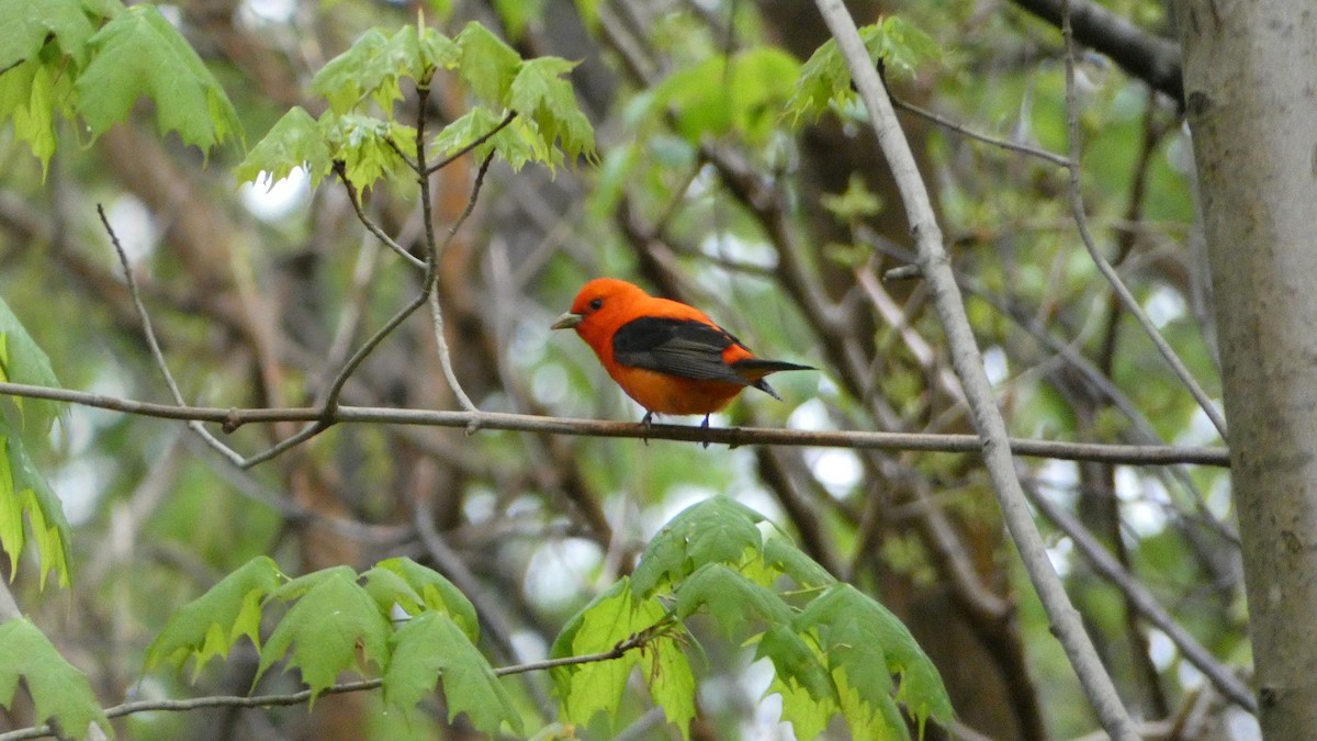 Scarlet Tanager - ML618687143