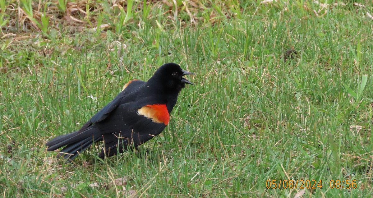 Red-winged Blackbird - ML618687145