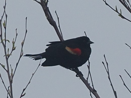 Red-winged Blackbird - ML618687157