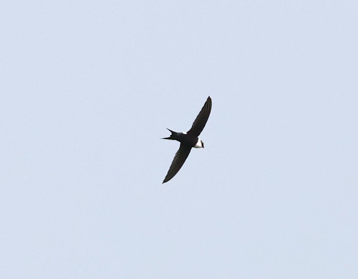 Lesser Swallow-tailed Swift - ML618687159