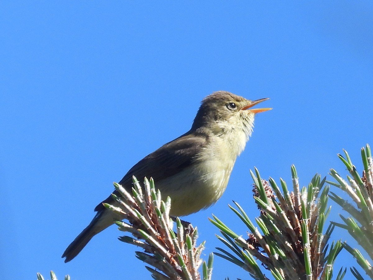 Melodious Warbler - ML618687160