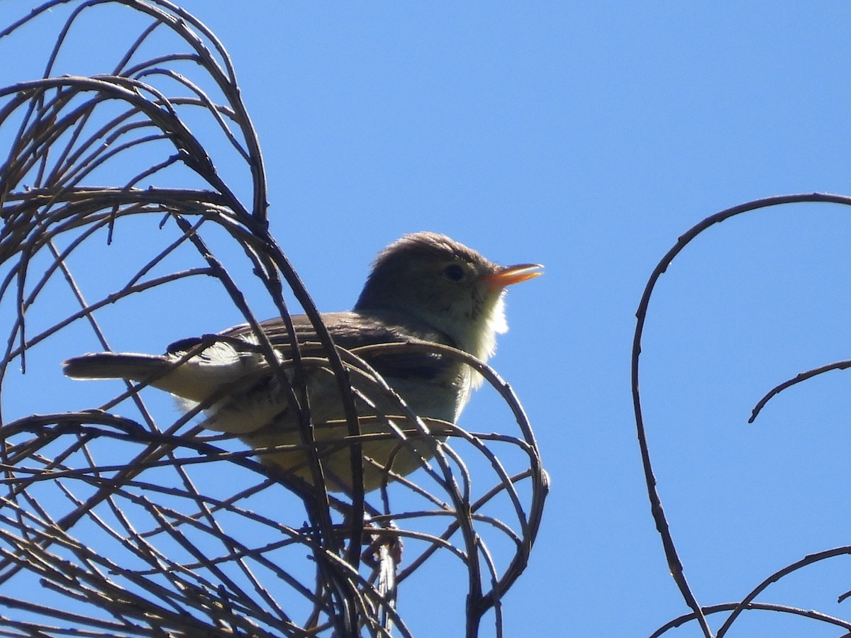 Melodious Warbler - ML618687161