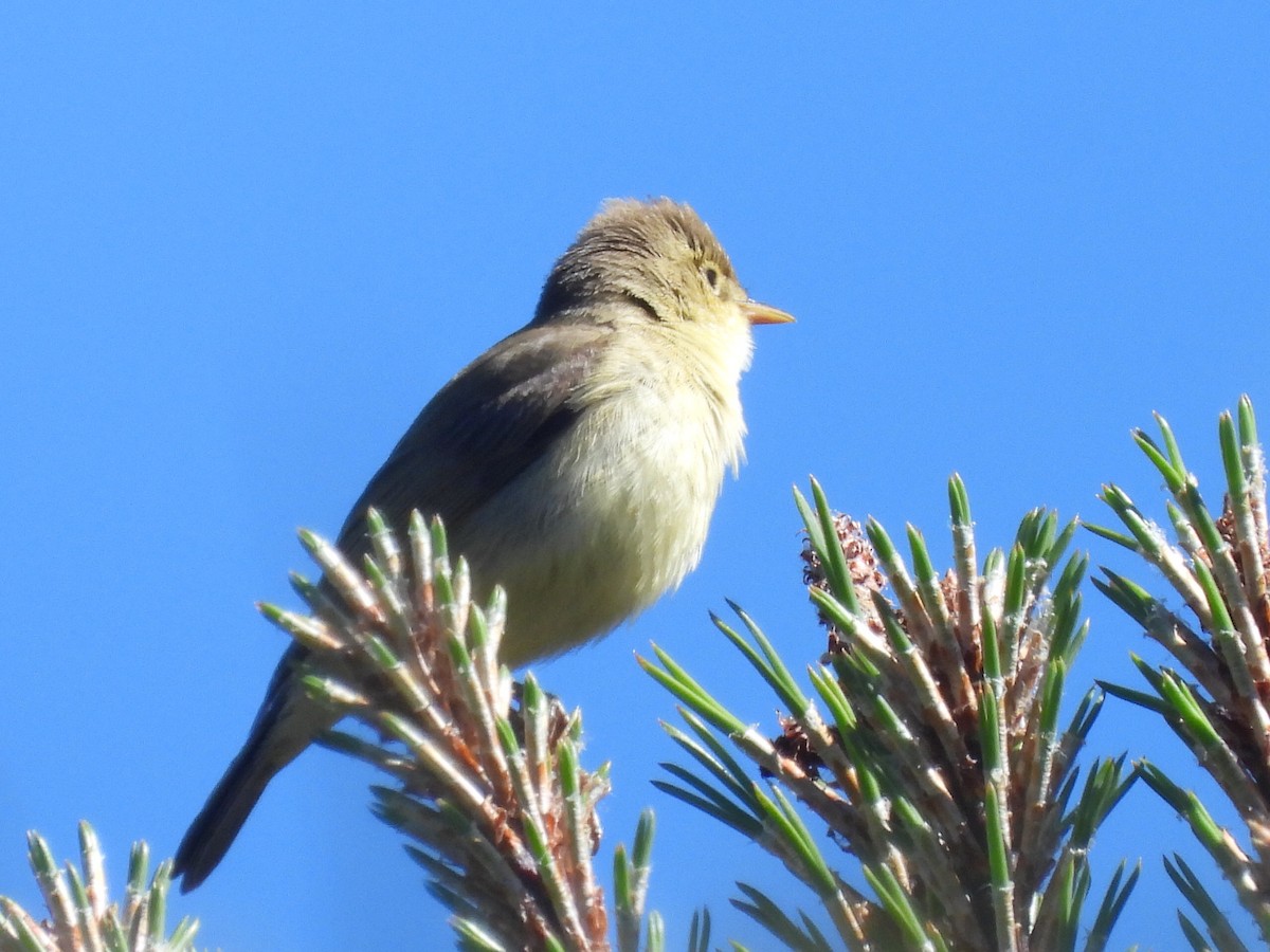 Melodious Warbler - ML618687162