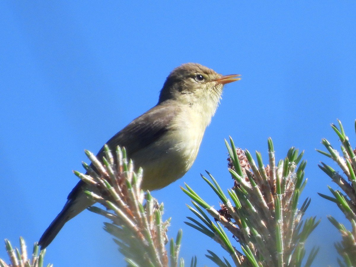 Melodious Warbler - ML618687163