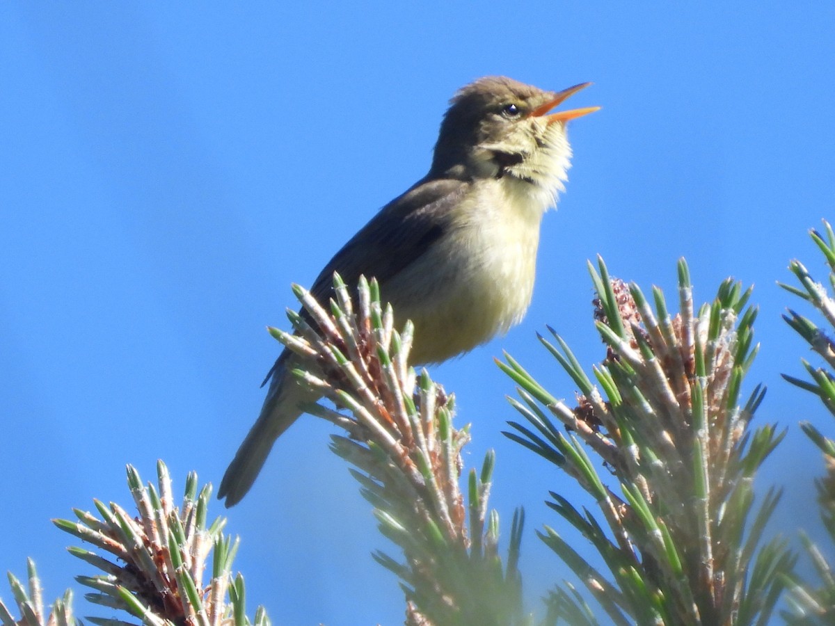 Melodious Warbler - ML618687164