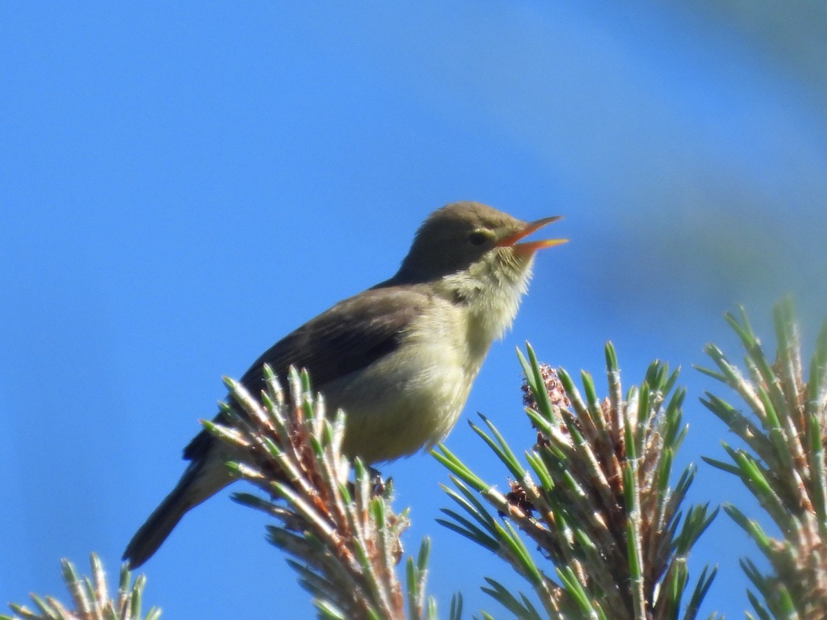 Melodious Warbler - ML618687166