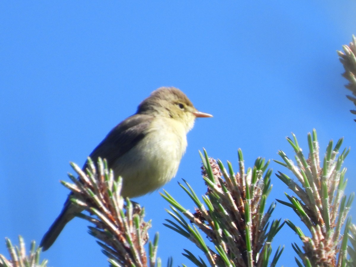 Melodious Warbler - ML618687167