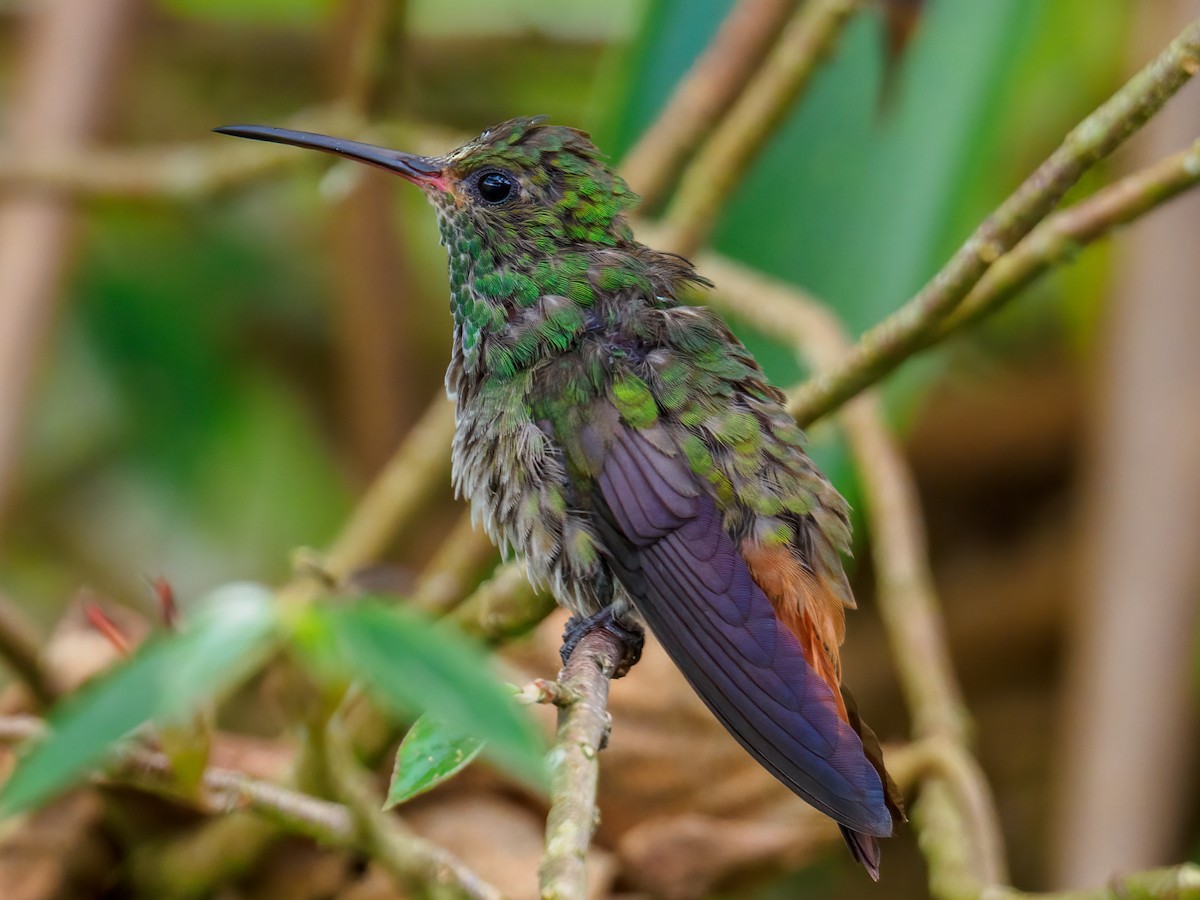 Rufous-tailed Hummingbird - Abe Villanueva