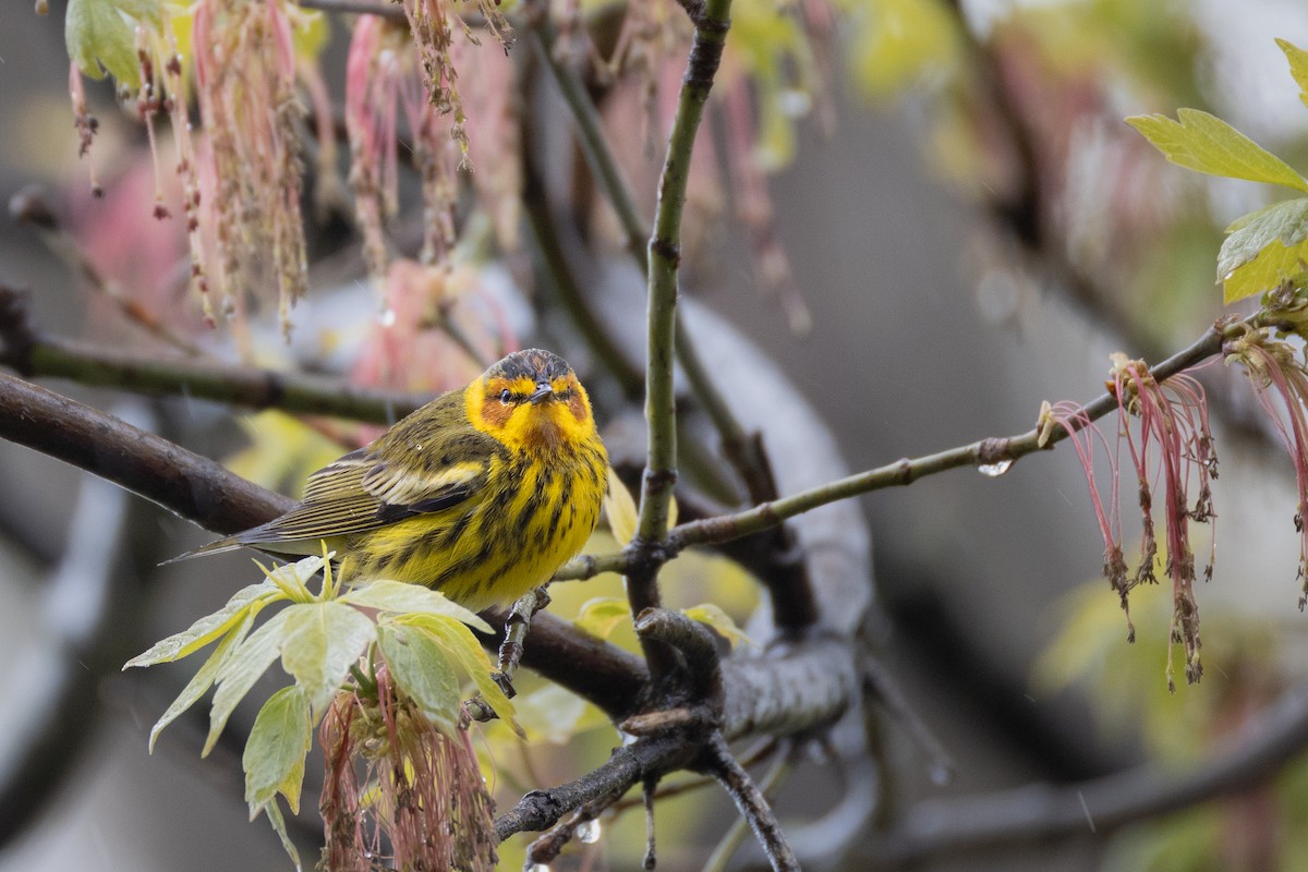 Cape May Warbler - ML618687191