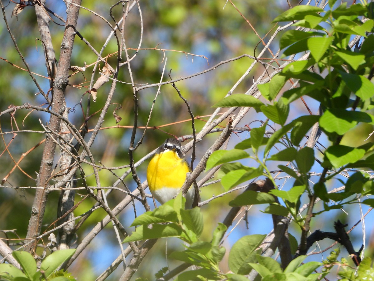 Yellow-breasted Chat - ML618687194
