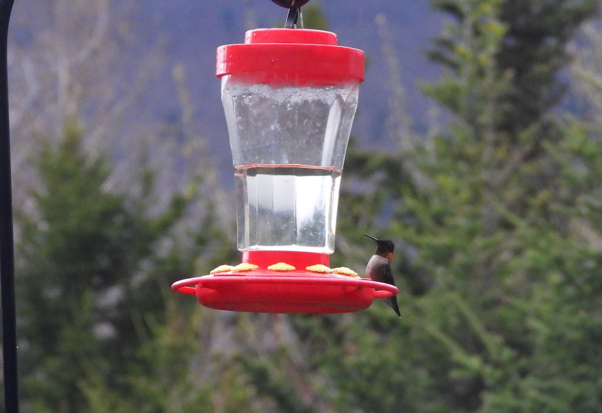 Ruby-throated Hummingbird - ML618687203