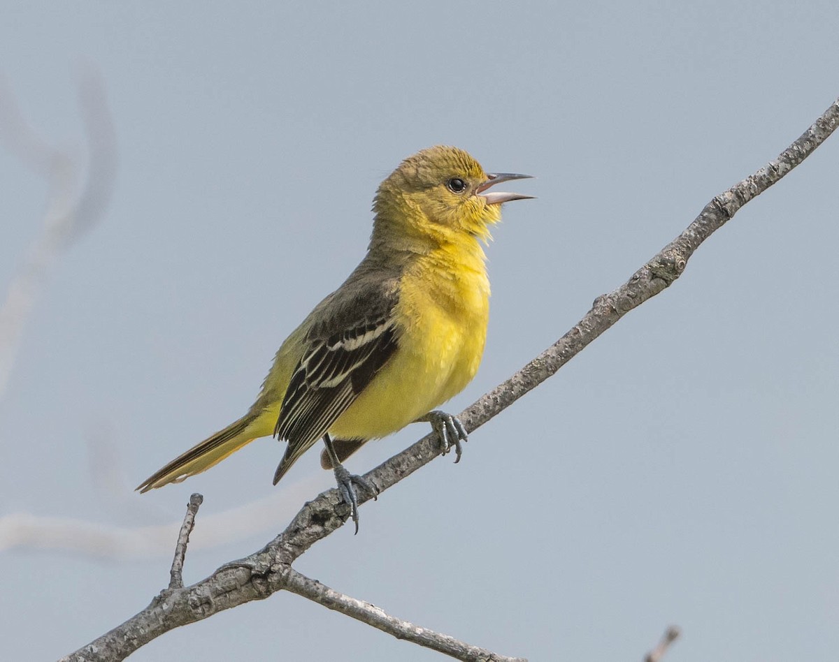 Orchard Oriole (Orchard) - ML618687248