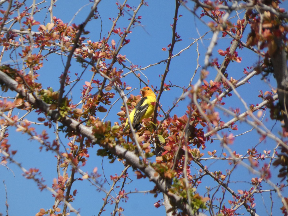 Western Tanager - ML618687260