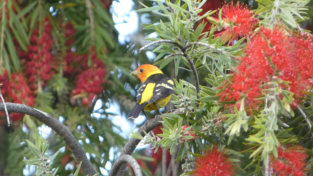 Western Tanager - ML618687261