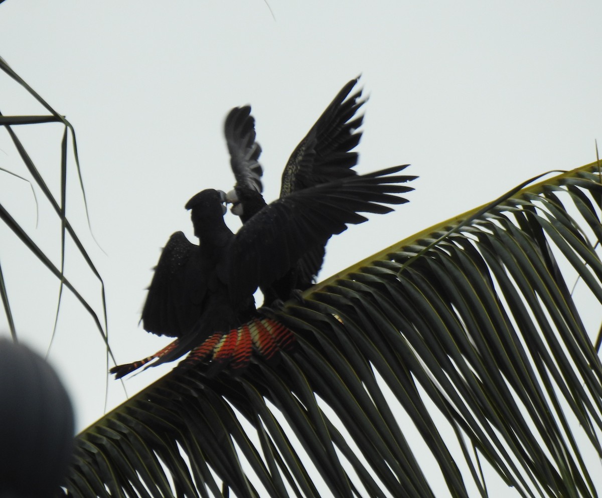 Red-tailed Black-Cockatoo - ML618687268