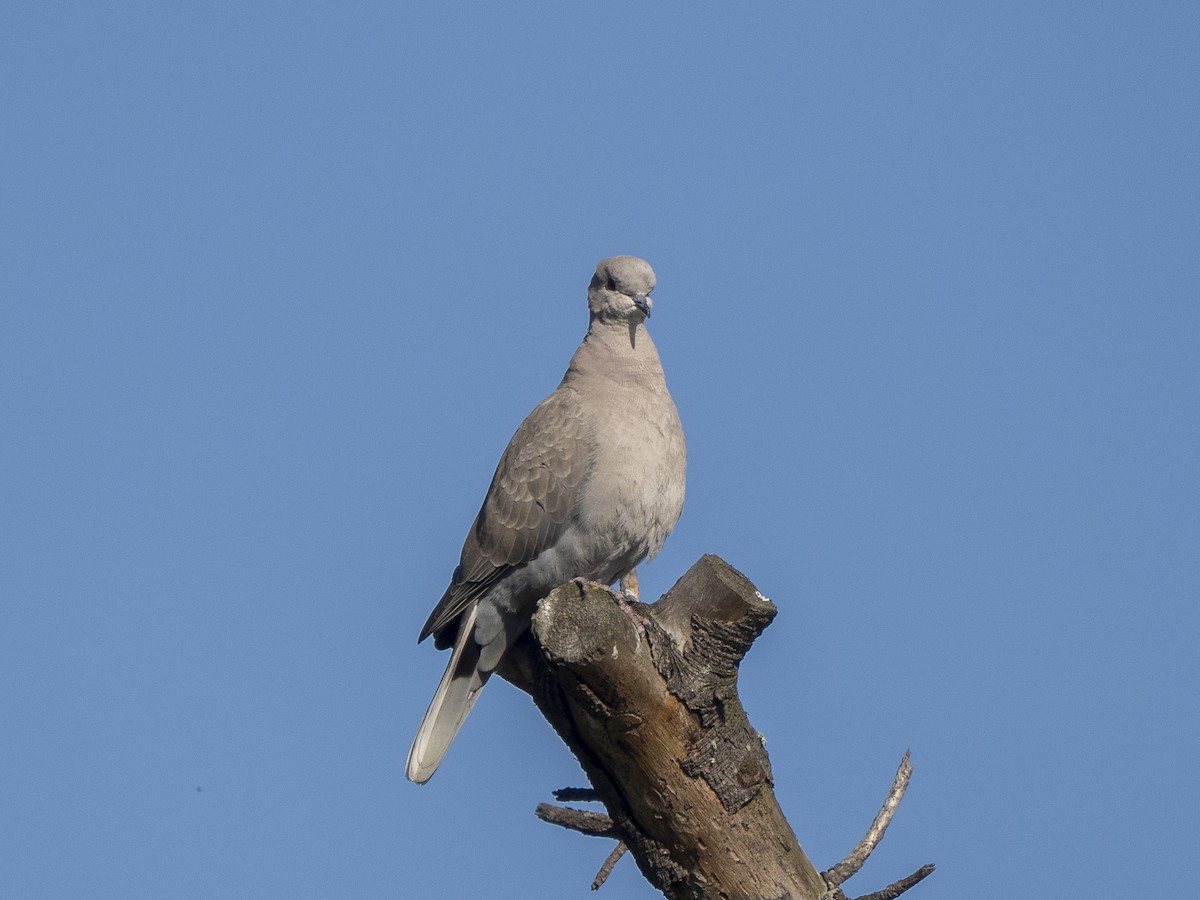 Eurasian Collared-Dove - ML618687269