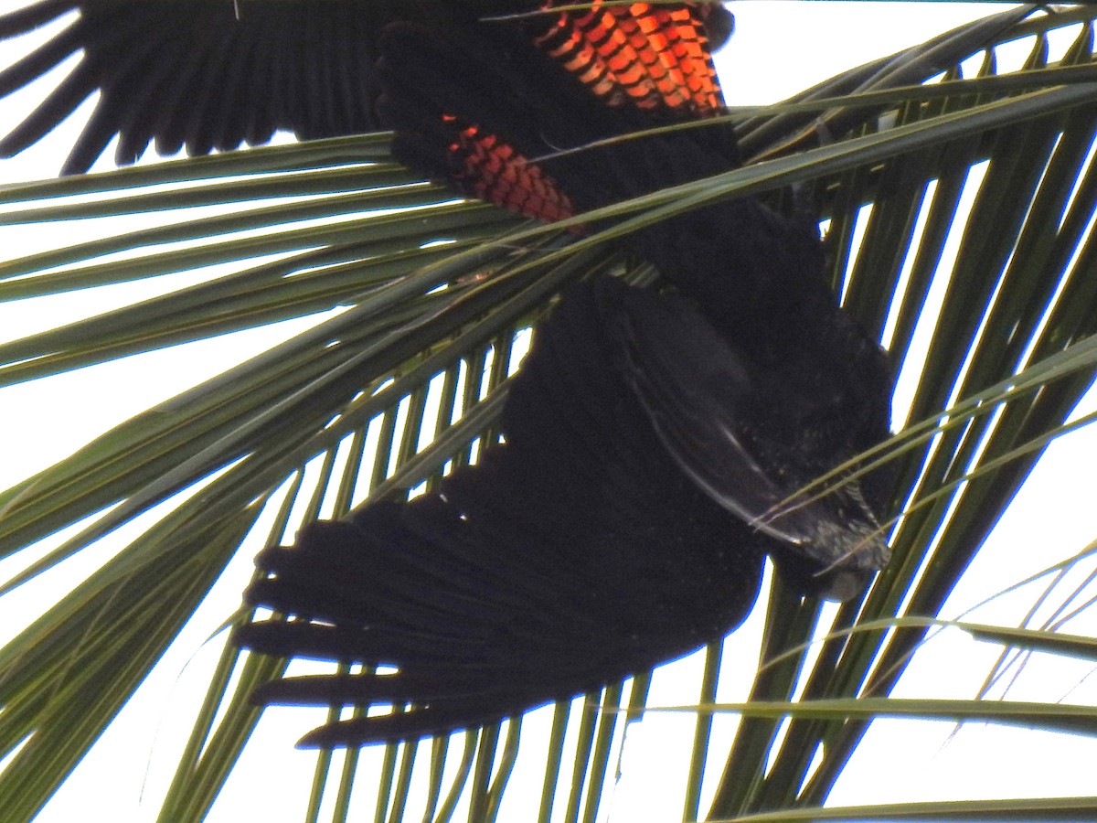 Red-tailed Black-Cockatoo - ML618687285