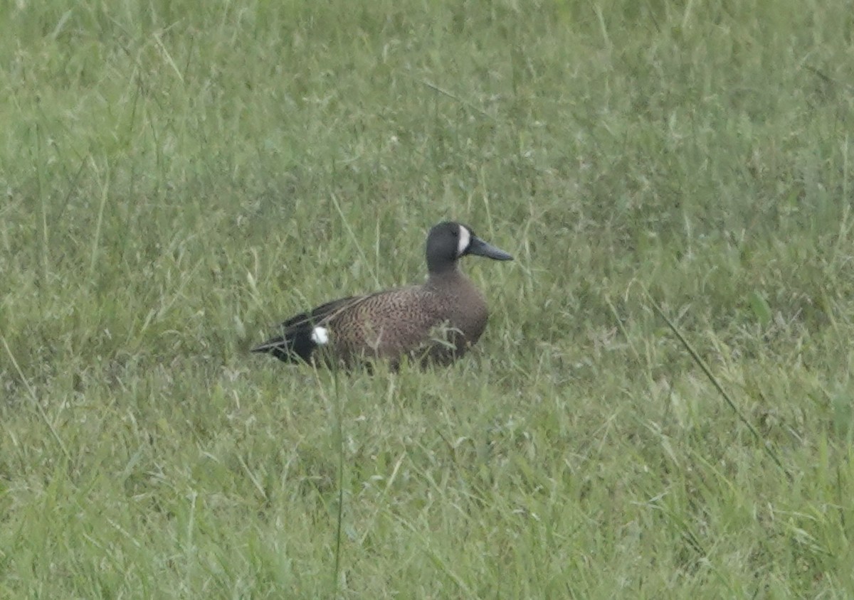 Blue-winged Teal - ML618687299