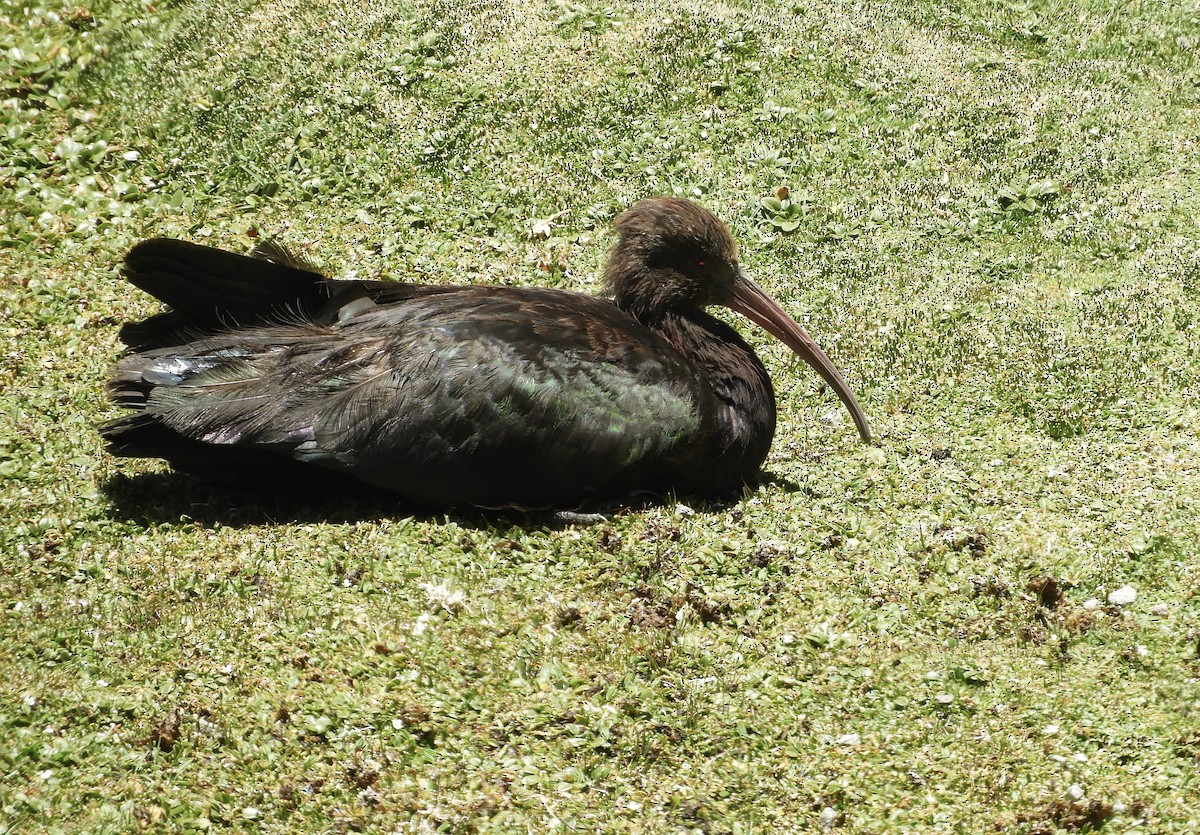 ibis andský - ML618687327