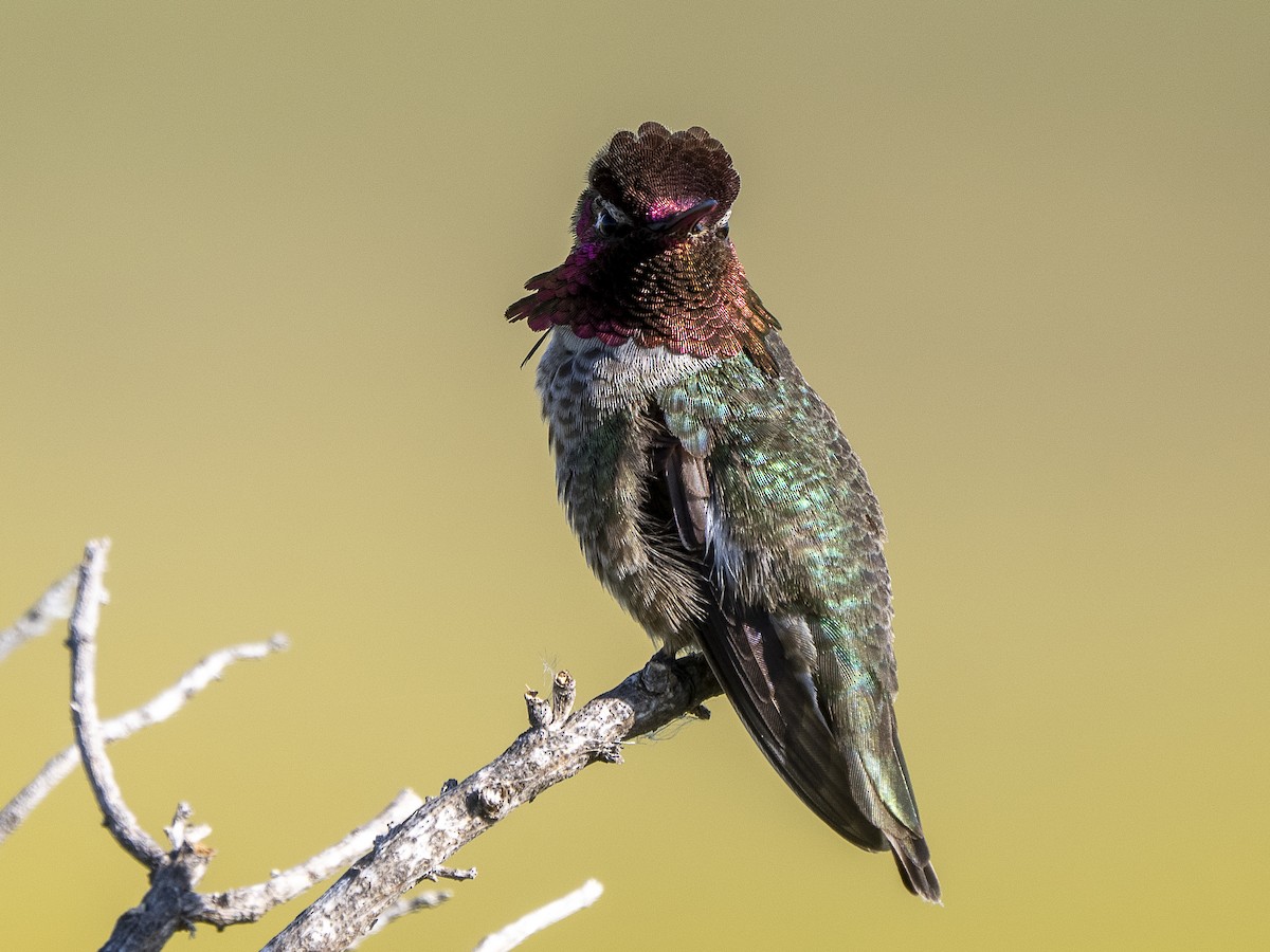 Anna's Hummingbird - Steven Hunter