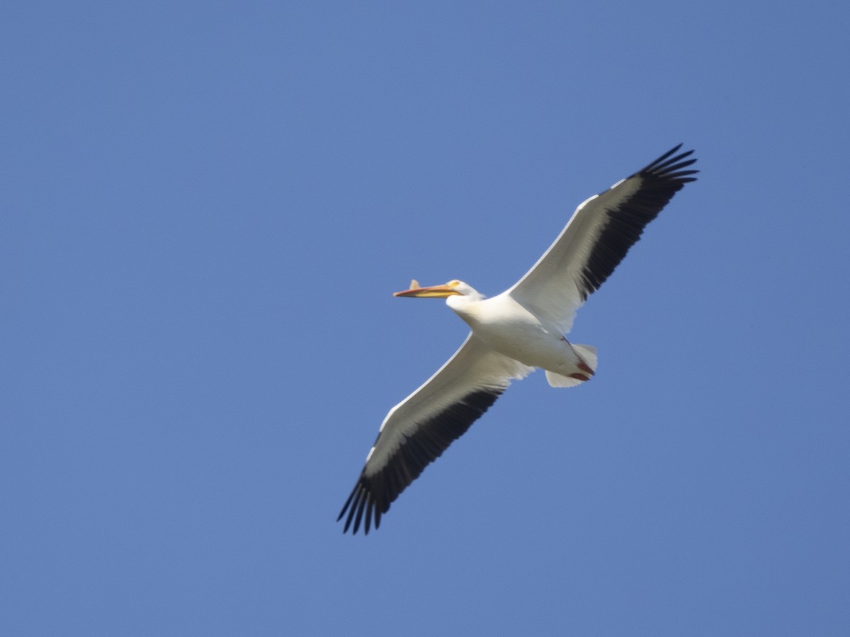 pelikán severoamerický - ML618687352