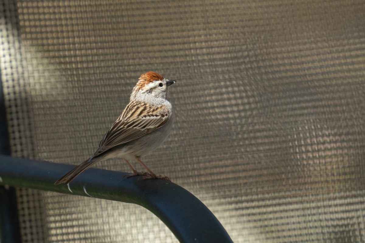 Chipping Sparrow - ML618687369