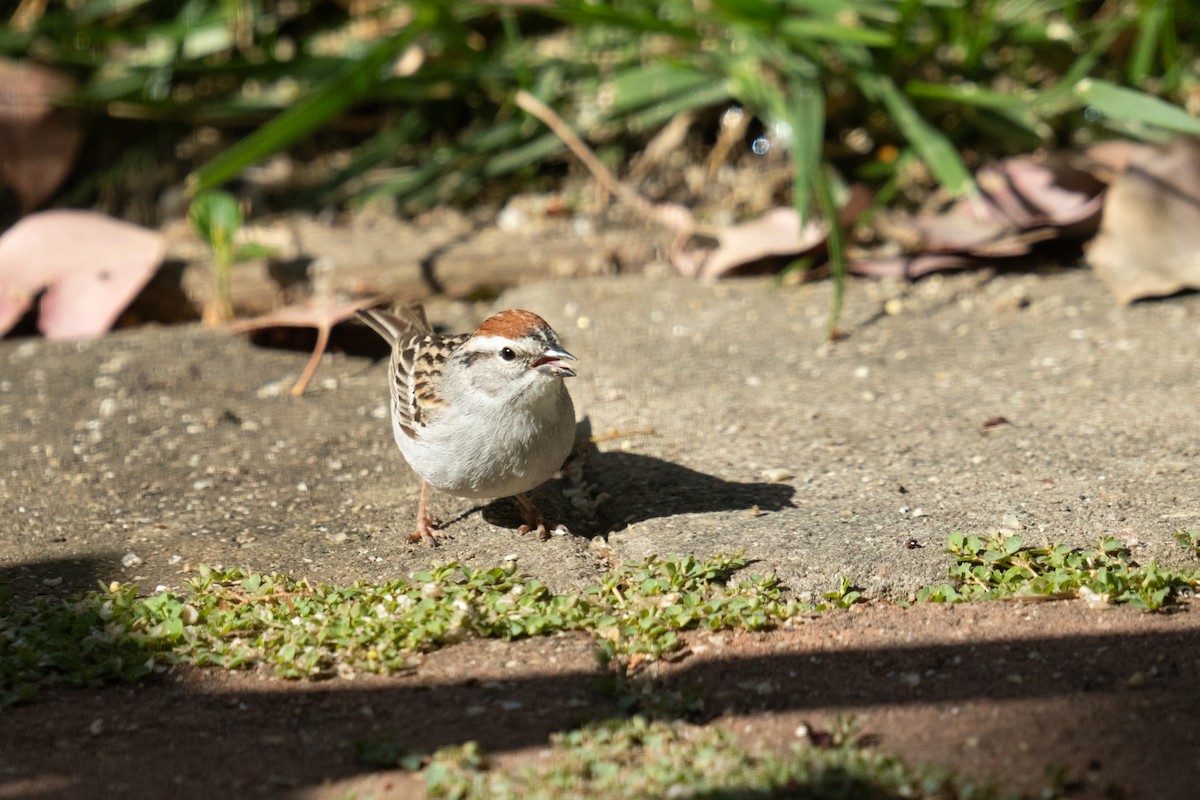 Chipping Sparrow - ML618687370