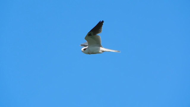 White-tailed Kite - ML618687375